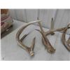 Image 8 : 4 Deer Antler Sheds