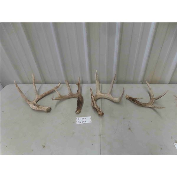 4 Deer Antler Sheds