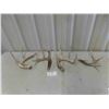 Image 1 : 4 Deer Antler Sheds