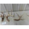 Image 2 : 4 Deer Antler Sheds