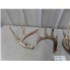Image 3 : 4 Deer Antler Sheds