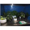 Image 1 : Assorted Fake Plants