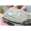 Image 2 : Petrified wood rock
