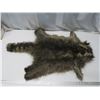 Image 1 : raccoon pelt - stretched, untanned