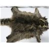 Image 2 : raccoon pelt - stretched, untanned