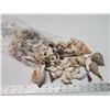 Image 1 : Bag of assorted sea shells