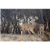 Image 2 : Kansas Commissioners Mule Deer/Whitetail Permit