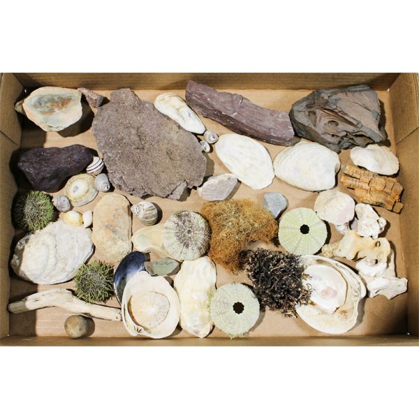 TREASURE FROM THE DEEP 