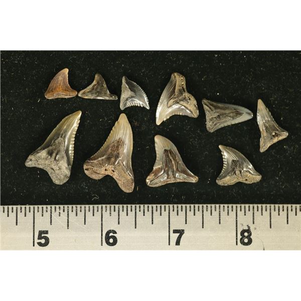 10 SHARK TEETH, HEMIPRISTIS SERRA, MIOCENE ERA