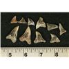 Image 1 : 10 SHARK TEETH, HEMIPRISTIS SERRA, MIOCENE ERA