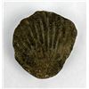 Image 1 : Fossil Clam Shell