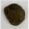 Image 2 : Fossil Clam Shell