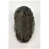 Image 1 : Moroccan Fossil Trilobite