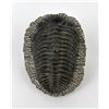 Image 1 : Moroccan Fossil Trilobite