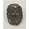 Image 2 : Moroccan Fossil Trilobite