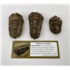 Image 1 : Moroccan Flexicalymene Trilobite Fossils