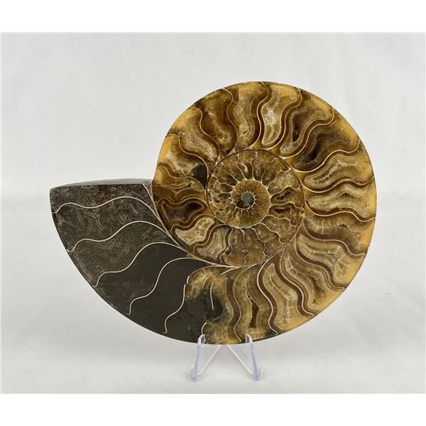 Sliced Agatized Ammonite Fossil Half