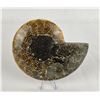 Image 2 : Sliced Agatized Ammonite Fossil Half