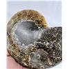 Image 3 : Sliced Agatized Ammonite Fossil Half