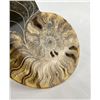 Image 4 : Sliced Agatized Ammonite Fossil Half
