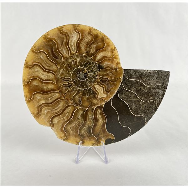 Sliced Agatized Ammonite Fossil Half