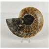 Image 2 : Sliced Agatized Ammonite Fossil Half
