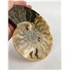 Image 3 : Sliced Agatized Ammonite Fossil Half