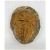 Image 1 : Moroccan Asaphida Trilobite