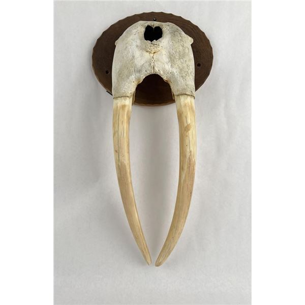 Antique Taxidermy Walrus Tusks