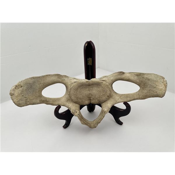 Alaskan Whale Vertebrae