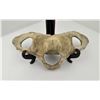Image 2 : Alaskan Whale Vertebrae