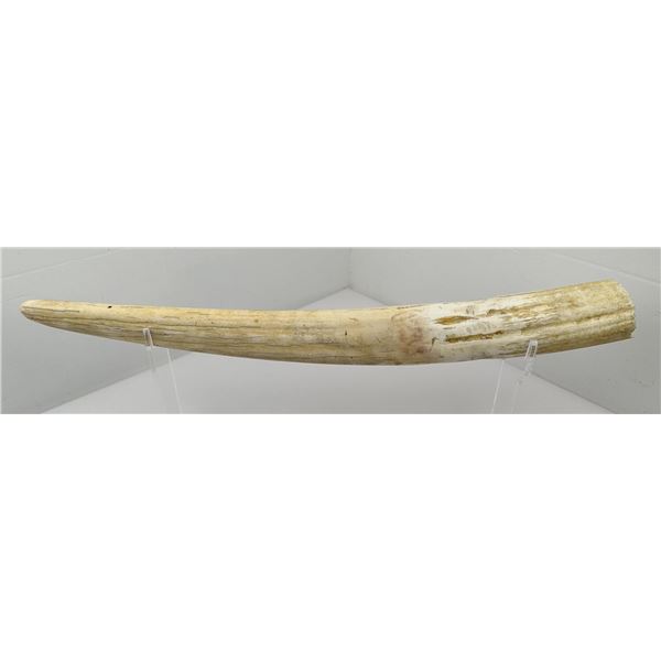 Large Alaskan Taxidermy Walrus Tusk