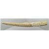 Image 1 : Large Alaskan Taxidermy Walrus Tusk