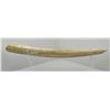 Image 2 : Large Alaskan Taxidermy Walrus Tusk