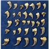 Image 1 : Collection of Montana Black Bear Claws