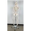 Image 2 : Human Anatomical Articulated Teaching Skeleton