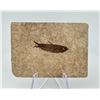 Image 2 : Knightia eocaena Green River Fish Fossil