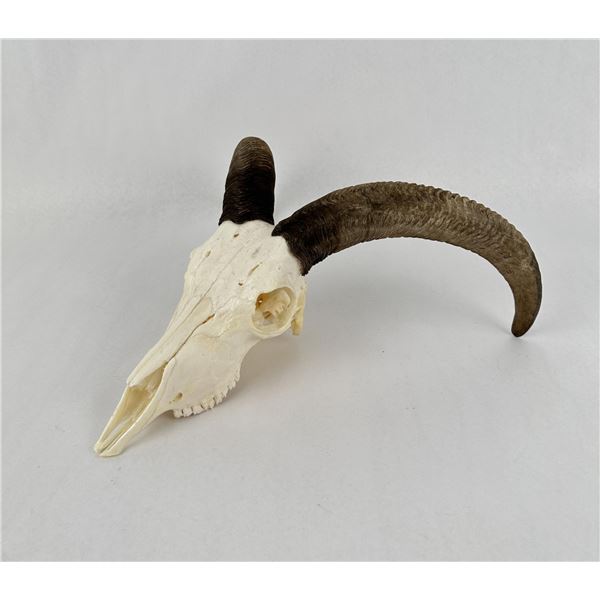 Taxidermy American Moulfon Sheep Skull