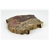 Image 3 : Arizona Rainbow Petrified Wood Slab