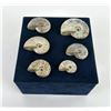 Image 2 : Collection of Fossil Ammonites