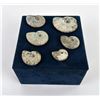 Image 3 : Collection of Fossil Ammonites