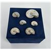 Image 1 : Collection of Fossil Ammonites