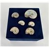 Image 2 : Collection of Fossil Ammonites