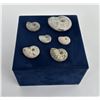 Image 3 : Collection of Fossil Ammonites
