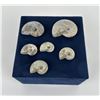 Image 1 : Collection of Fossil Ammonites