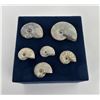 Image 2 : Collection of Fossil Ammonites