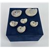 Image 3 : Collection of Fossil Ammonites
