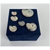 Image 3 : Collection of Fossil Ammonites