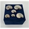 Image 1 : Collection of Fossil Ammonites