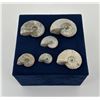 Image 2 : Collection of Fossil Ammonites